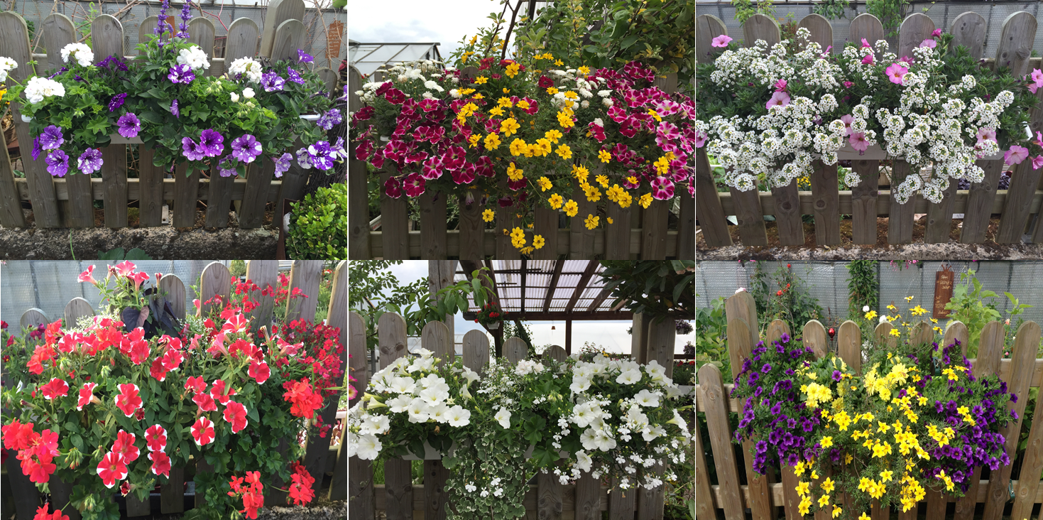 Topfpflanzen & Außenpflanzen - gaertnereihweisss Webseite!