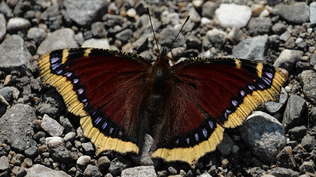 Wo sind unsere Schmetterlinge im Winter? - NABU Senftenberg