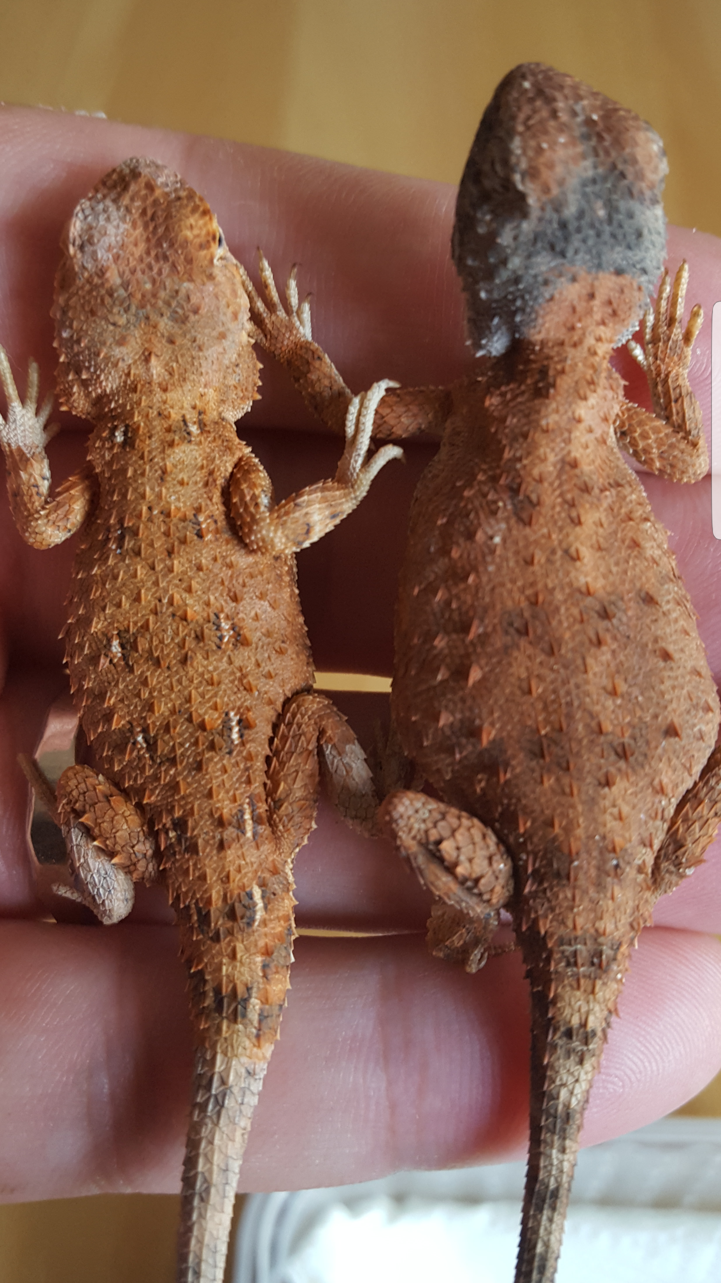 Tympanocryptis centralis Zucht und Haltung australischer Warane und