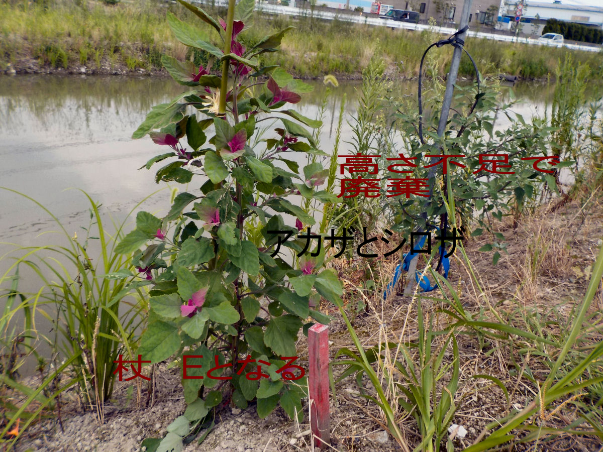 ⑨アカザ杖　古来の中風除けに！植物ですから同じ物は有りません ⑨アカザ杖 古来の中風除けに！植物ですから同じ物は有りません