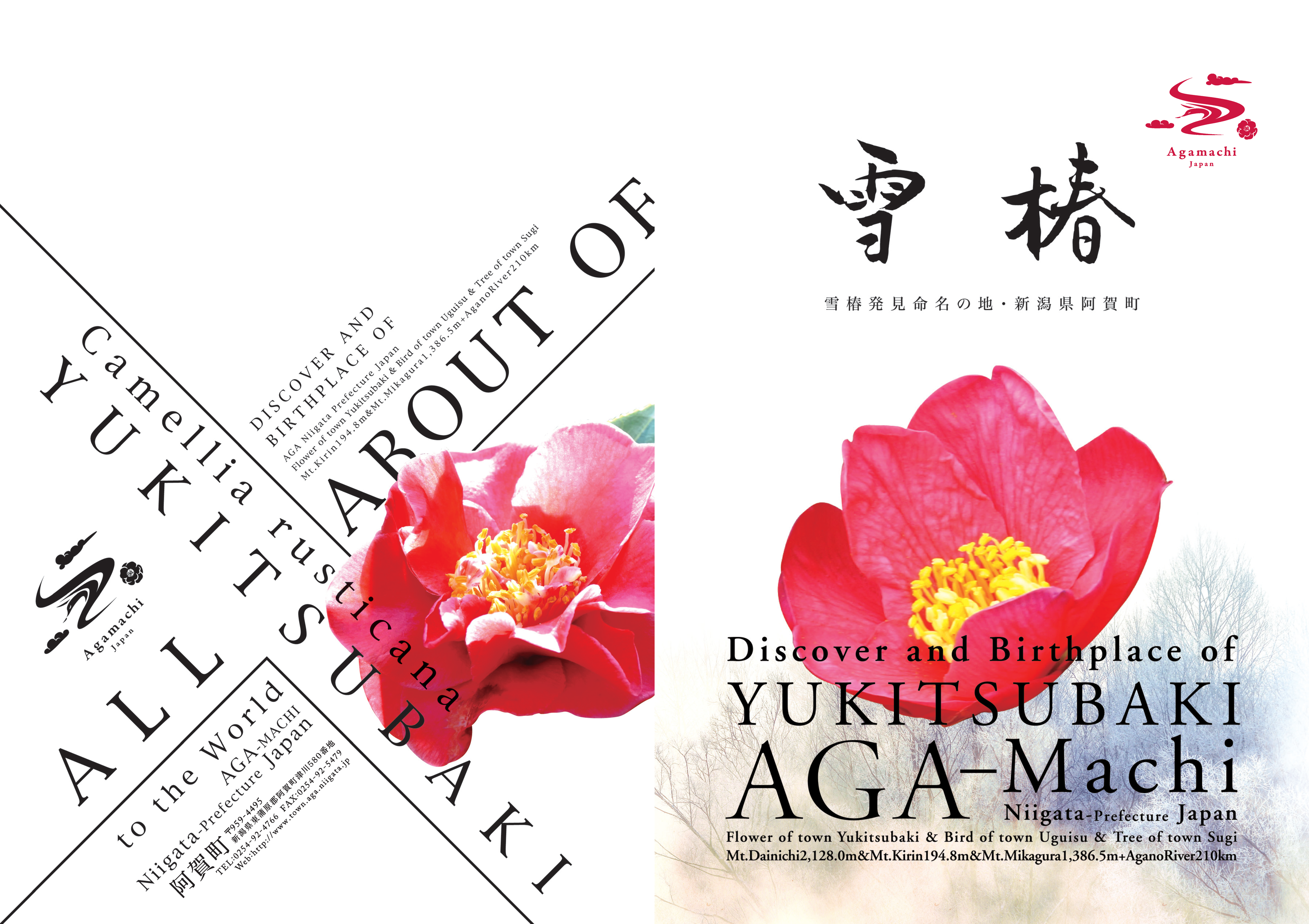阿賀町 雪椿と温泉 阿賀町観光協会 公式info 阿賀町 雪椿と温泉 阿賀町観光協会 公式info