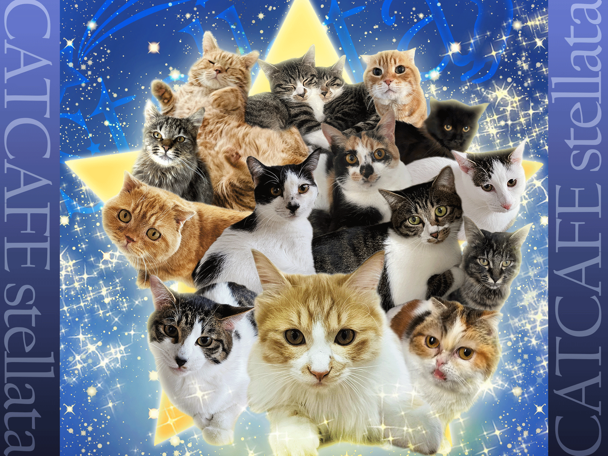 ホーム - catcafe-stellata ページ！