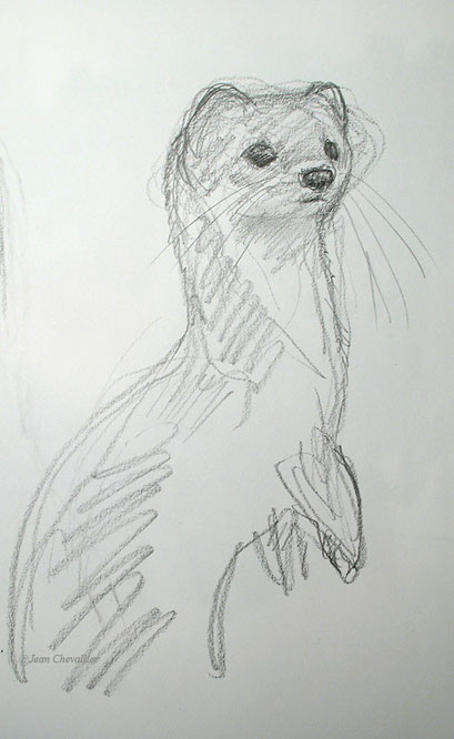 Hermine (mustela erminea) croquis Jean Chevallier