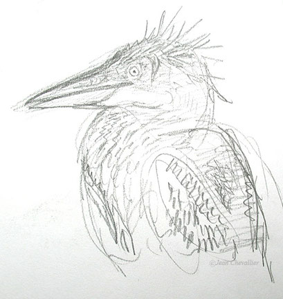 Jeune héron pourpré, Ardea purpurea , croquis Jean Chevallier