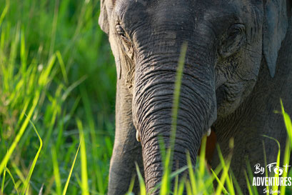 Knuckles Mountains, Wasgamua, Sri Lanka, Wildlife, Conservation, Elephants, Safari, Leopard, Sloth Bear, Adventure, Lodge, Camp, Hike, Trekking, Hiking, Travelsrilanka, holiday, Elephant, Asian Elephant, Nationalpark, Guiding, Wildlife