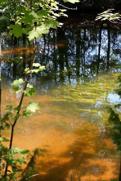 Am Waldfluß