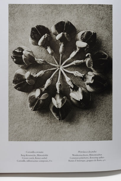 Karl Blossfeld