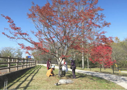 湯川ふるさと公園の白樺