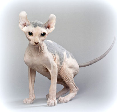 Elfen-Katze, Bildquelle: canstockphoto.de, csp12709017 (c) kozzi, Elfen-Katze, Nacktkatze mit nach hinten gebogenen Ohren, Kreuzung: Sphynx/American Curl