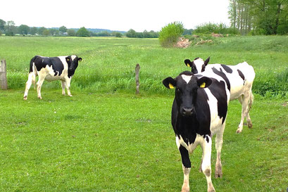 Milchviehbetrieb 