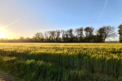 Investition Ackerland