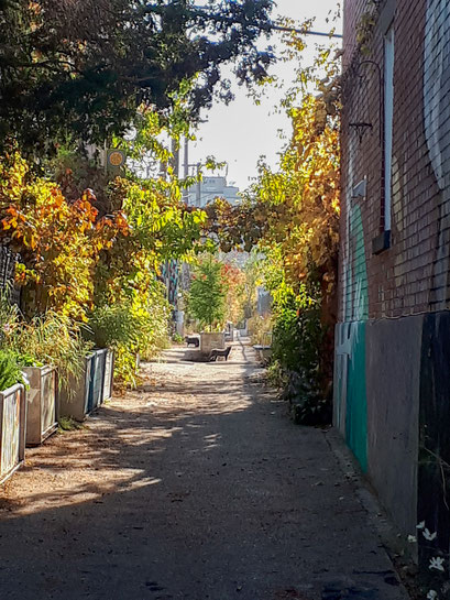 Chats de gouttières jouant dans la ruelle verte Le Raccourci