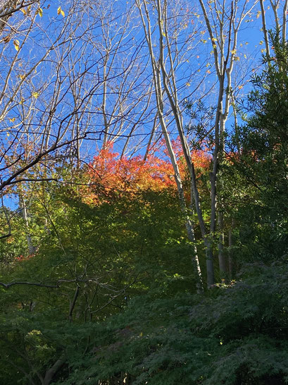 丸々紅葉の木も美しいけれど、変わりつつある燃える赤も好きです