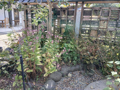 大好きなホトトギスの花も今年も咲いてくれました！