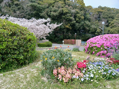 サクラの花以外も爛漫の春を告げています