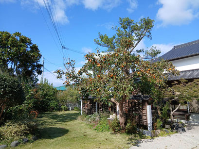 収穫の秋、ケヤンズの柿は100個以上も取ったのにまだまだあります