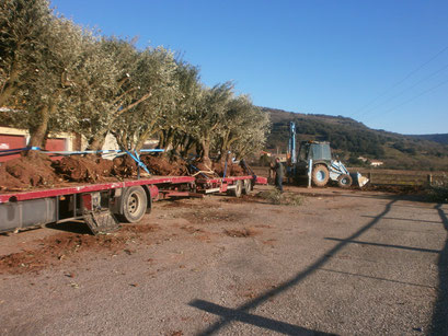 Arrachage et transport oliviers