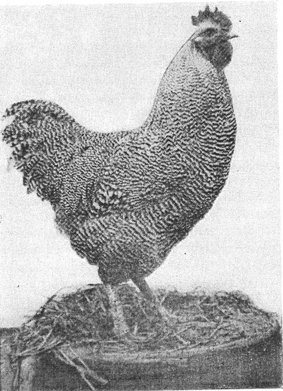 Urprung unserer Amrocks- ein preisgekrönter Barred Rock Hahn von 1953