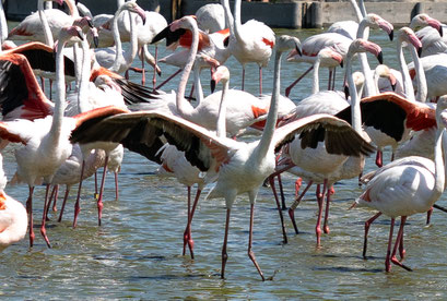 Bild: Parc ornithologique de Pont-de-Gau 