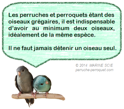 Il ne faut jamais détenir un oiseau seul, il faut avoir au moins deux oiseaux de la même espèce.