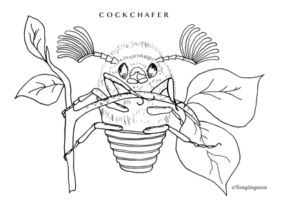 cockchafer colouring picture bugs beetle