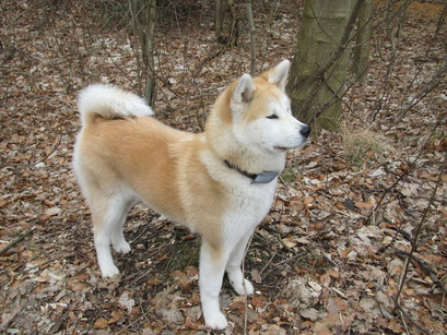 Japanische Akita Hündin Finnya