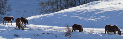 Photo décorative, chevaux dans la neige