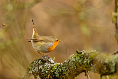 Rotkehlchen - Foto: M.Nachtmann LBV