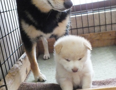 黒柴山と子犬の画像