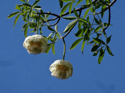 バオバブの花 バオバブ サンライズは バオバブを通して人々の喜びの輪を広げていきます