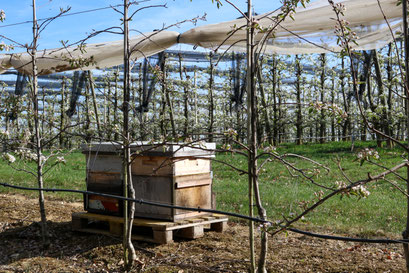 Bienenstöcke in der Birnenanlage, Foto: Julia Tertinek