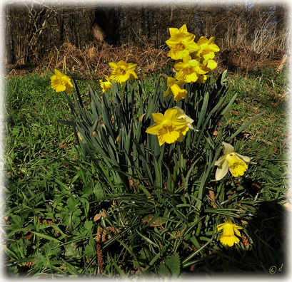 Osterglocken im Sonnenschein