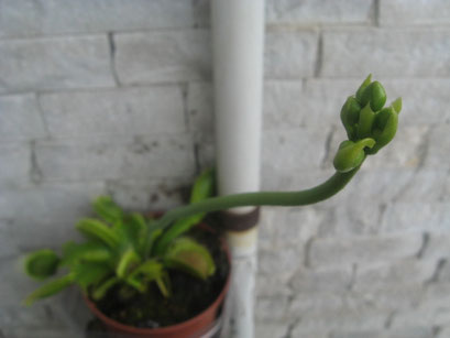 il fiore 35 giorni dopo