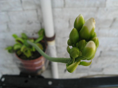 particolare del fiore prima dell'apertura