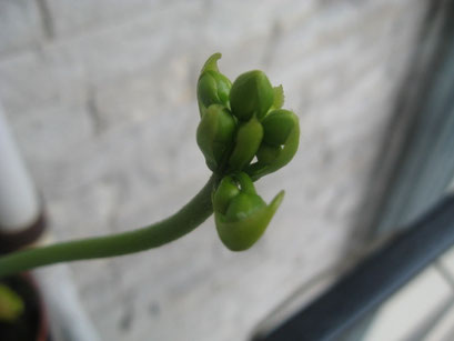 particolare del fiore