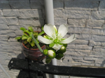 dopo 45 giorni dalla nascita dello stelo, il fiore è sbocciato