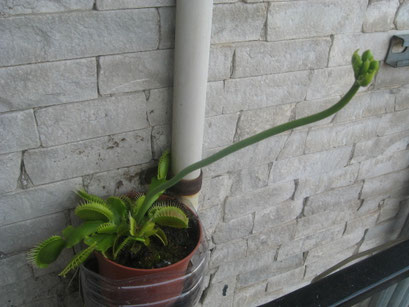 il fiore 35 giorni dopo