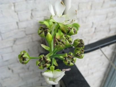 dopo 2 settimane, i fiori cominciano ad appassirsi