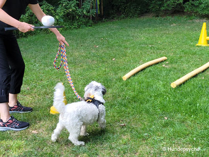 Staffellauf mit Herausforderungen