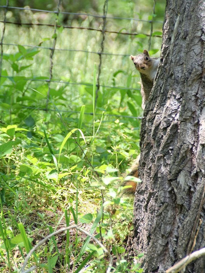 Bristol, Virginia - Eichhörnchen !