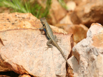 Arkansas