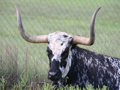 Longhorn bei Oklahoma City