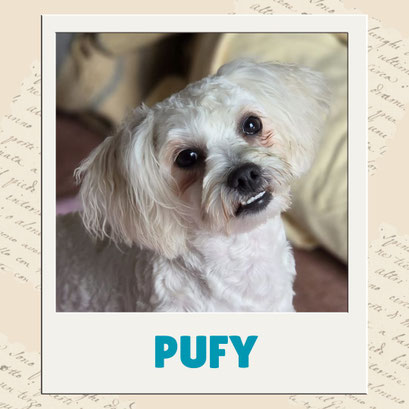 Pufy