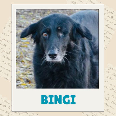 Bingi
