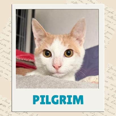 Pilgrim