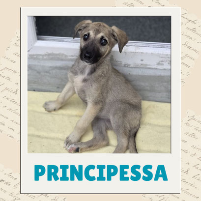 Principessa