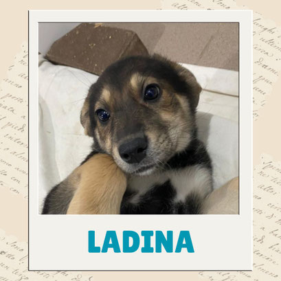Ladina