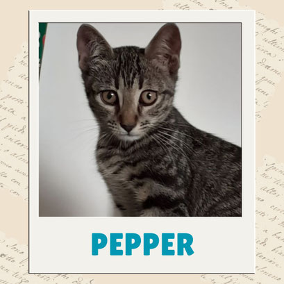 Pepper