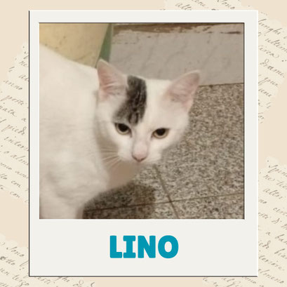 Lino