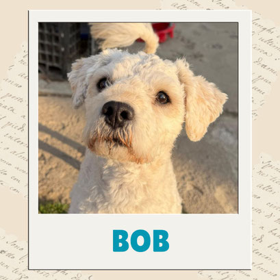 Bob